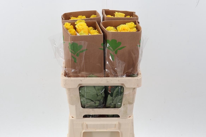 <h4>R Gr High & Exotic 50cm Fu</h4>