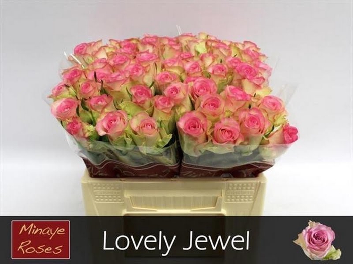 <h4>R Gr Love Jewel Minaye</h4>