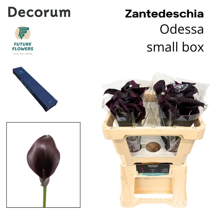 <h4>Zant Odessa Small Box 50 Cm 40 St.</h4>