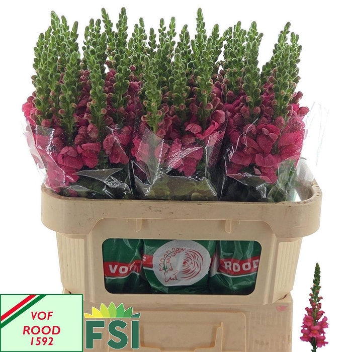 <h4>ANTIR AVIGNON ROSE</h4>