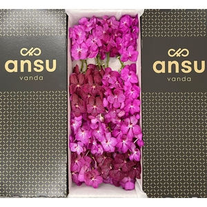 Vanda Pink Mix X16