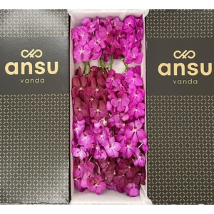 Vanda Pink Mix X16