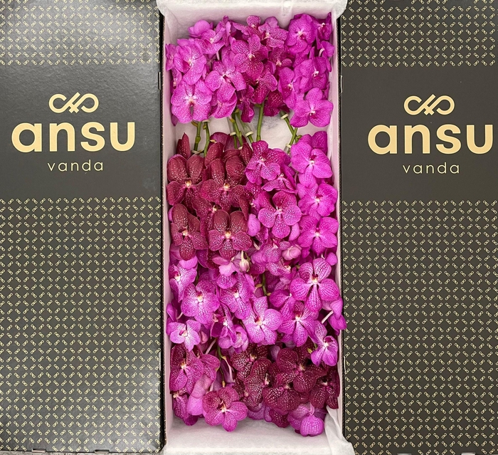 <h4>Vanda Pink Mix X16</h4>