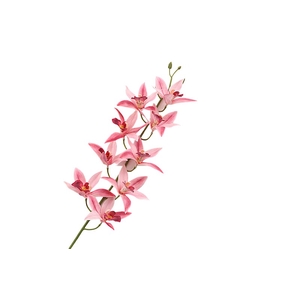 Cymbidium Pink