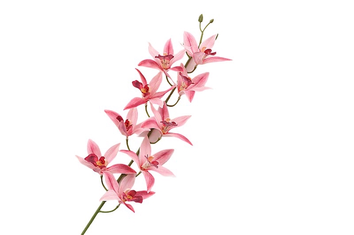 <h4>Cymbidium Pink</h4>