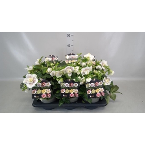 Helleborus  'Spring Promise'  ..mix