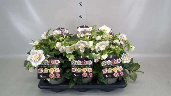 <h4>Helleborus 'Spring Promise' ..mix</h4>