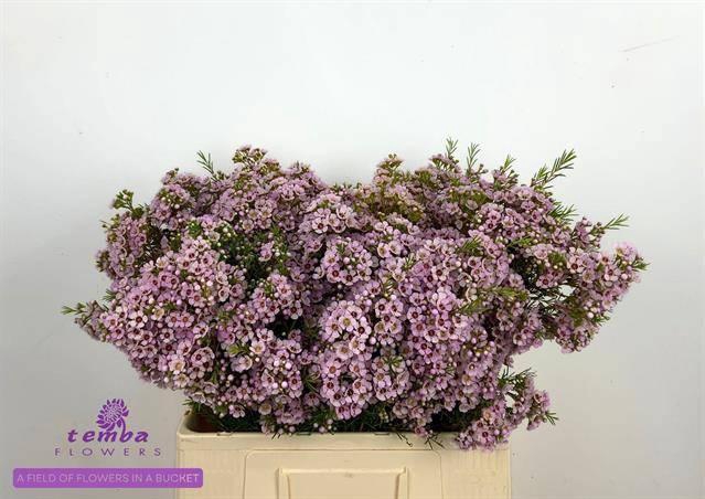 <h4>CHAME UN TITAN</h4>