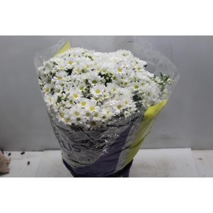 CRISANTEMO BOLA BELGA P20 BRANCO