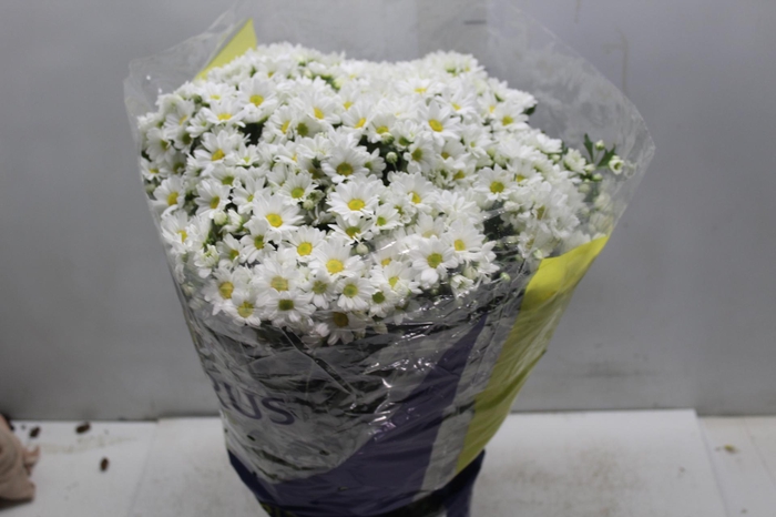 <h4>CRISANTEMO BOLA BELGA P20 BRANCO</h4>