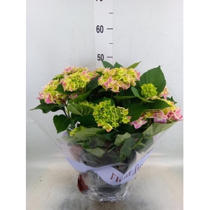 Hydrangea mac. 'Saxon Candy Heart'