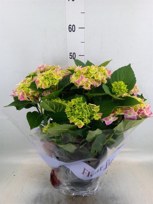 <h4>Hydrangea mac. 'Saxon Candy Heart'</h4>