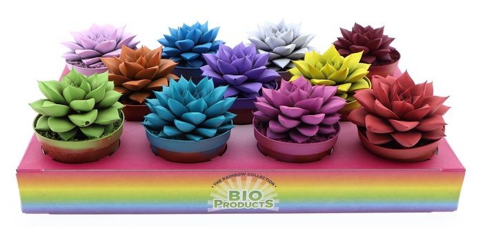 arr8 Echev Purpusorum Painted