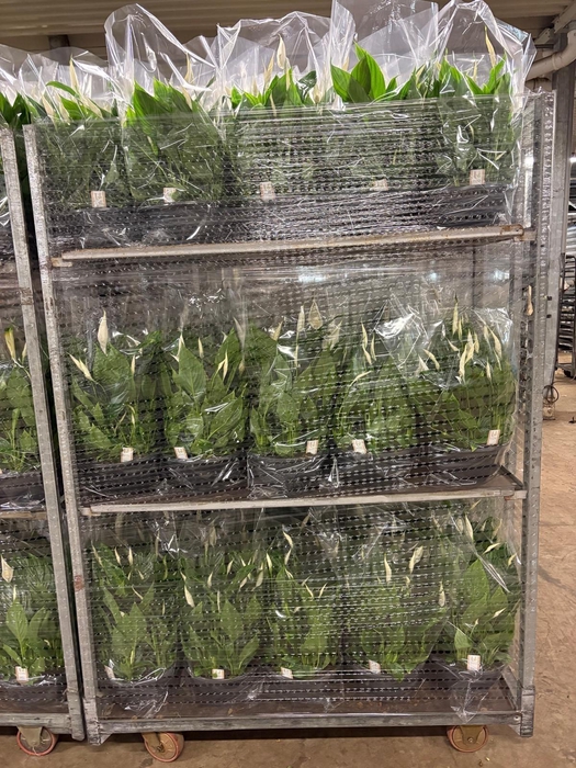 <h4>SPATH CHOPIN</h4>