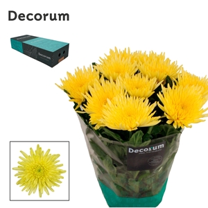 Chr G Topspin Yellow