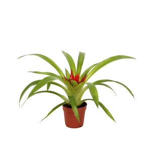 Guzmania Tempo