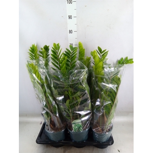 Zamioculcas zamiifolia