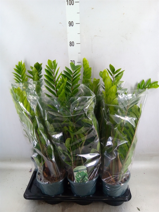 <h4>Zamioculcas zamiifolia</h4>