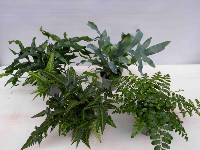 <h4>ASPLENIUM ANTIQUUM P11 MIX</h4>