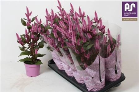 <h4>Cel Merida Pink</h4>