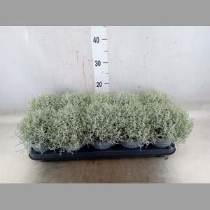 Leucophyta     [Calocephalus]