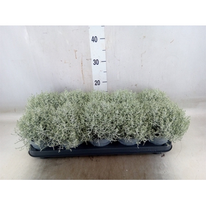 Leucophyta     [Calocephalus]