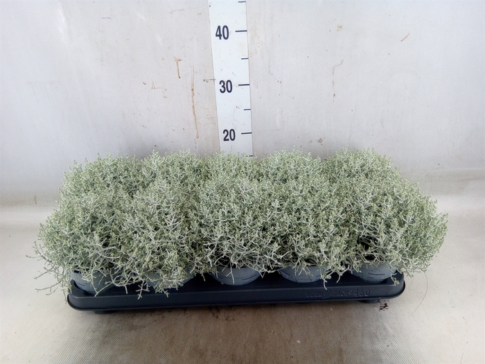 <h4>Leucophyta     [Calocephalus]</h4>