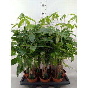 Pachira aquatica