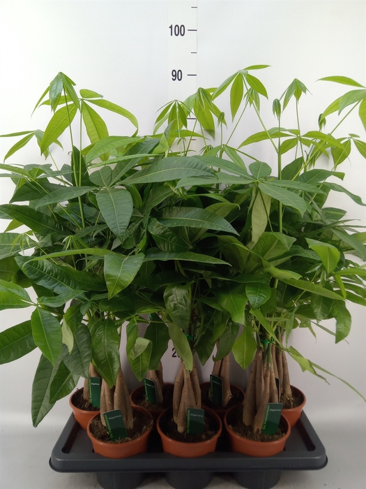 <h4>Pachira aquatica</h4>