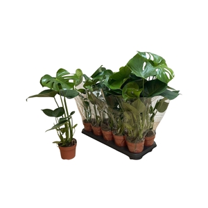 Monstera deliciosa