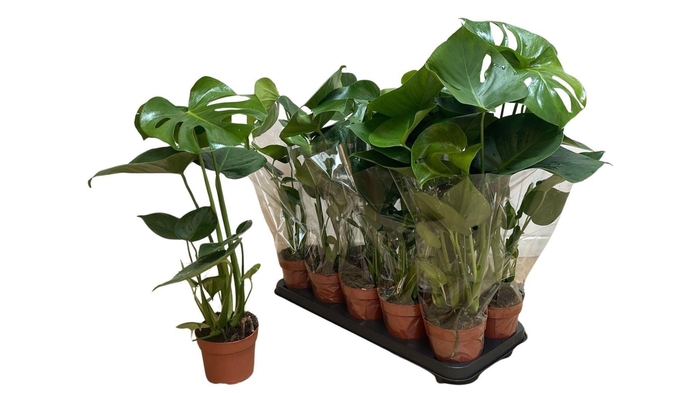 <h4>Monstera deliciosa</h4>