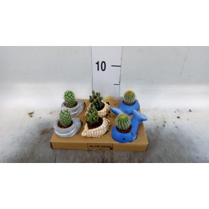 Cactus   ...mix