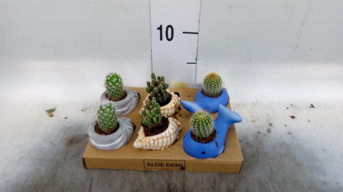 <h4>Cactus   ...mix</h4>