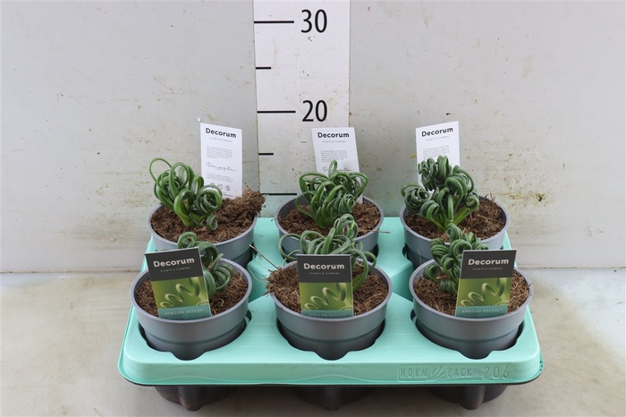 <h4>Albuca Spiralis Frizzle Sizzle</h4>