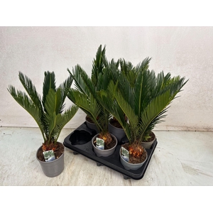 Cycas revoluta