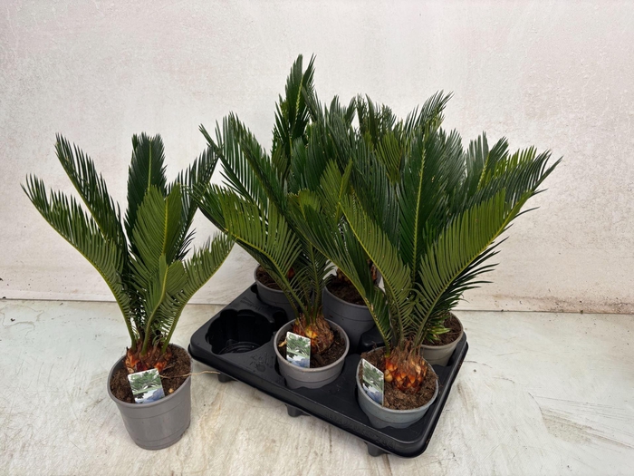 <h4>Cycas revoluta</h4>