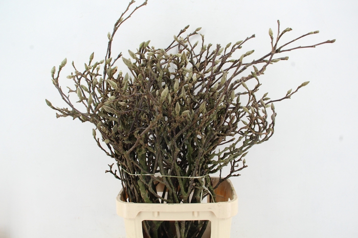 <h4>MAGNOLIA GRANDIFLORA X15 GRILLIG</h4>