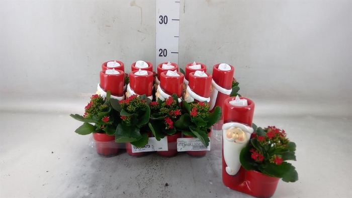 <h4>Kalanchoe ...</h4>