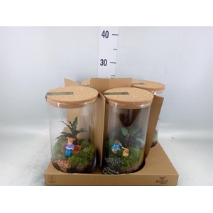 Arr.    Planten  H%
