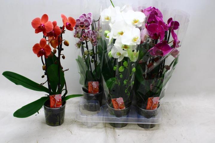 <h4>PHAL EL CASCADE</h4>