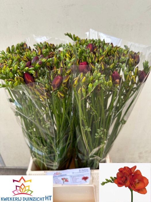 <h4>FR DU RED BEAUTY</h4>