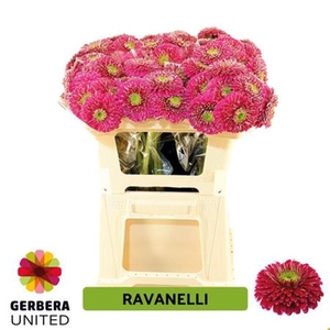Ge Mb Ravanelli