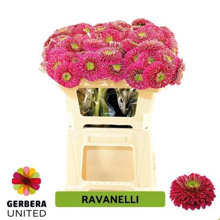 Ge Mb Ravanelli