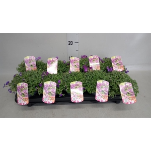 Aubrieta gracilis 'Kitte'