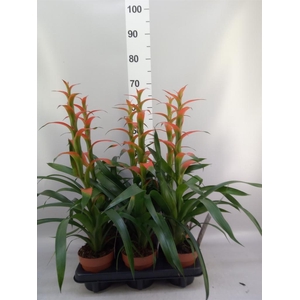 Guzmania wittmackii   ...red