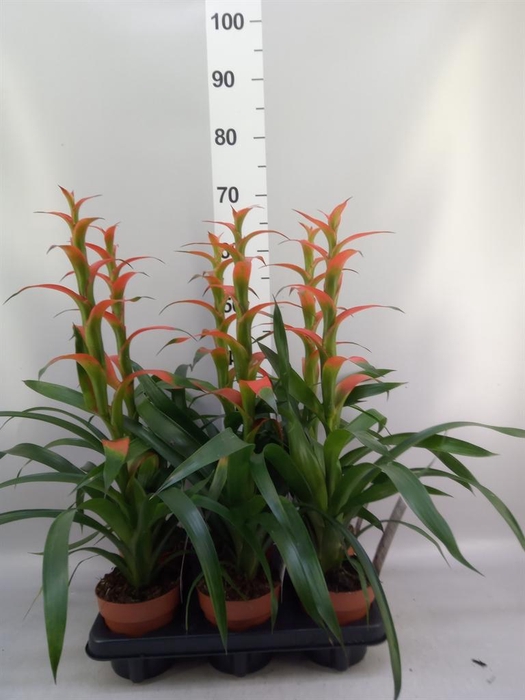 <h4>Guzmania wittmackii   ...red</h4>
