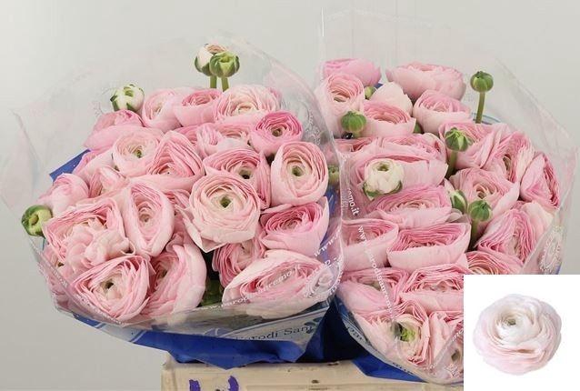 <h4>RAN SU HANOI</h4>