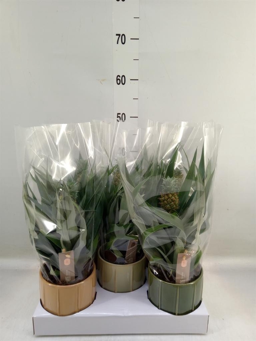 <h4>Ananas  'Mi Amigo'</h4>