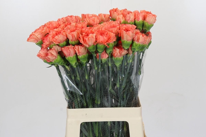 <h4>Dianthus St Arno</h4>