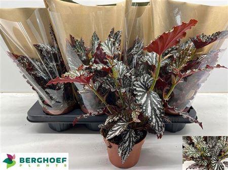 <h4>Beg Ma Spotl Green</h4>